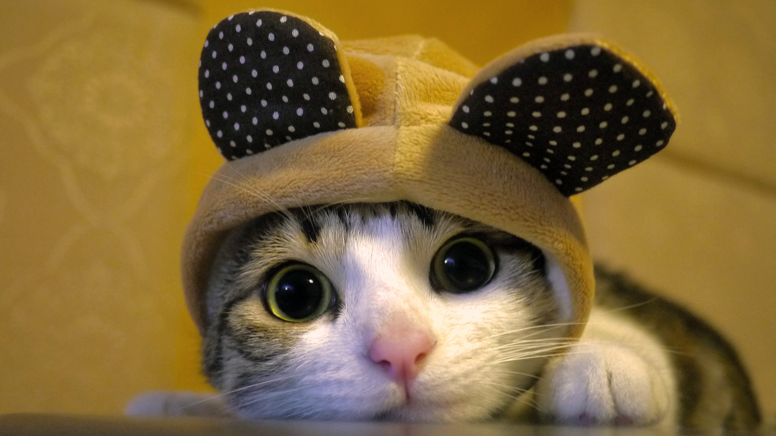 18 Cute  Cat  Pictures  and Cat  wallpapers  because Cats  are 