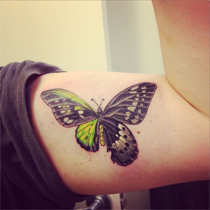 half butterfly half moth tattooTikTok Search
